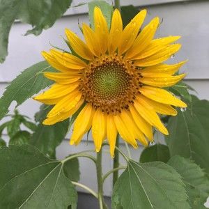 Meet your Posher, Franklin